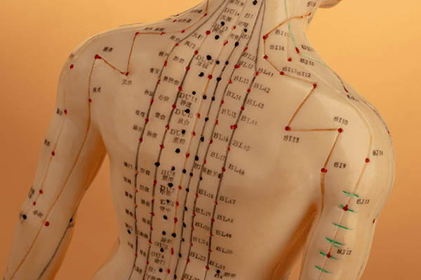 Acupuncture model with meridian points, related to the Resources blog post, 'Five Best Books on the Art of Acupuncture'.
