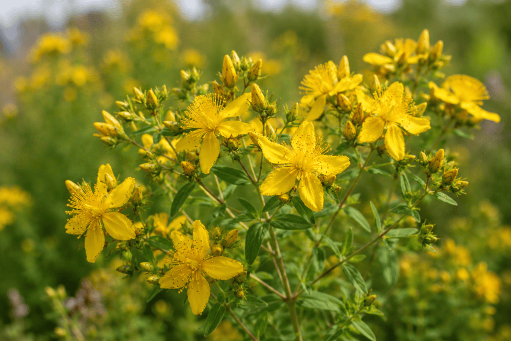 Yellow St. John’s wort flowers growing naturally in warm daylight.